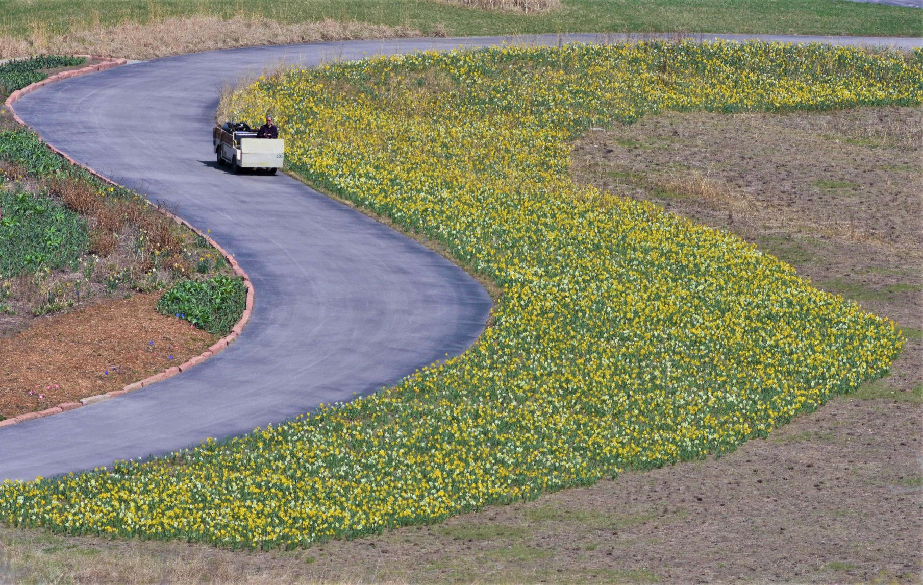 daffodilsinbloom411